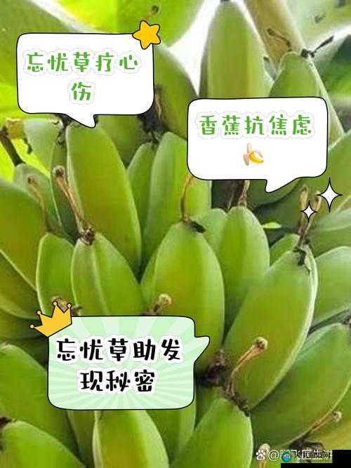 香蕉和忘忧草对焦虑的影响：缓解还是加重？