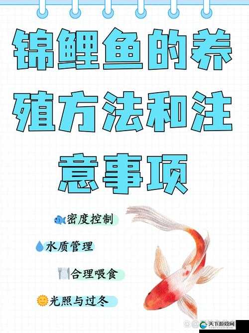 一夹一放怎么放和锦鲤吸水区别是什么之深入探究与详细解析