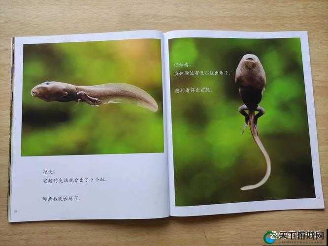 蝌蚪窝主页：一个充满趣味和知识的神奇地方
