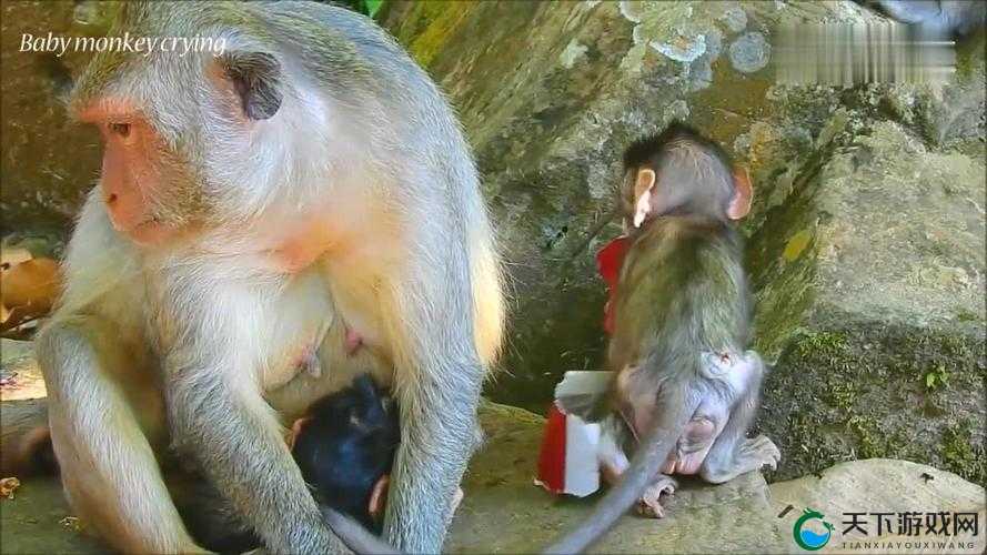 生猴子的全过程不盖被子软件：两性知识科普