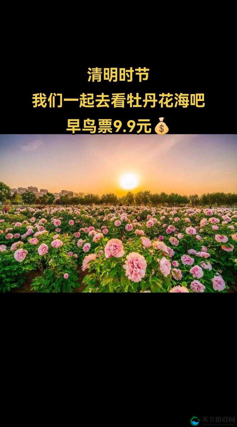 当牡丹盛开时，我们一同前往买花