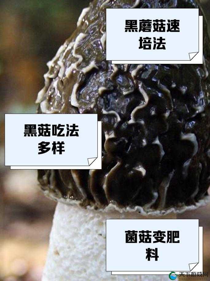 17cc 网黑料爆料官网蘑菇:揭秘网络世界的神秘面纱