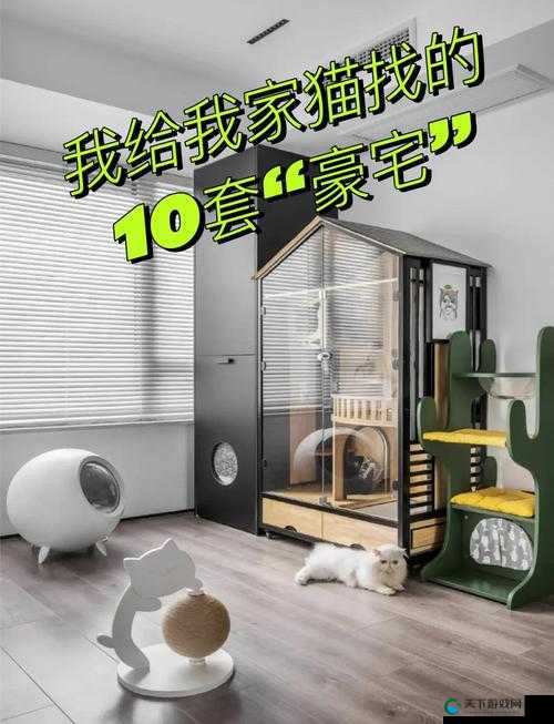 小森生活，打造猫咪的幸福小窝，解锁养猫新姿势