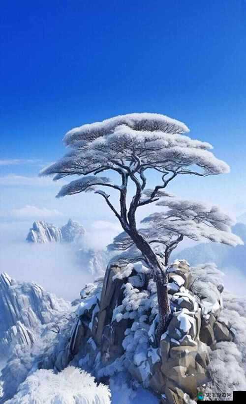 雪松之韵