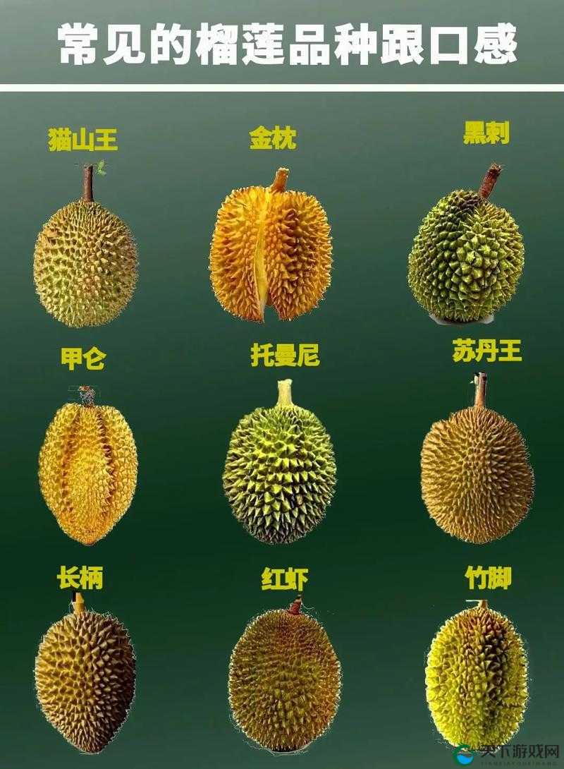 榴莲草莓西瓜茄子黄瓜：五种果蔬的奇妙之旅与独特魅力