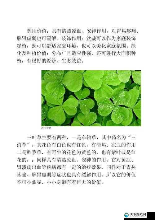 三叶草 GY4419：关于它的详细介绍与独特之处