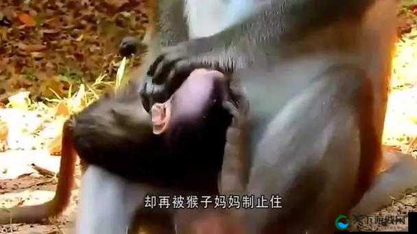 二人生猴子全程不盖被子：禁忌之爱还是人性探索？
