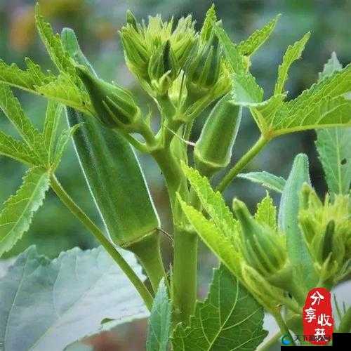 丝瓜秋葵绿小猪向日葵：田园里的多彩生命与奇妙伙伴