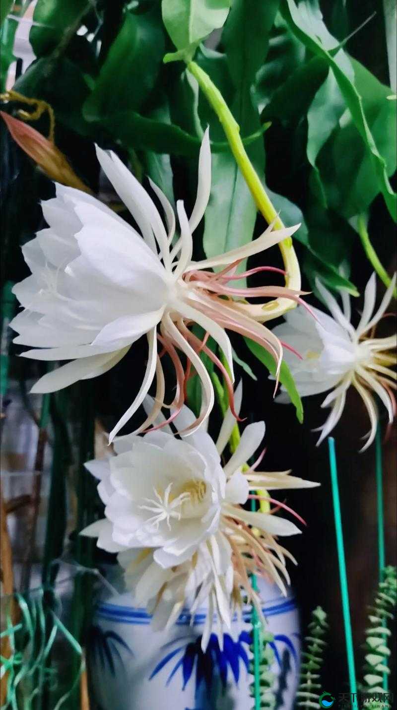 我的侠客昙花获取途径全揭秘