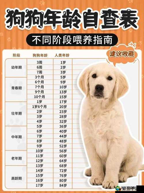 人狗胶配方大全免费天气预报：最新实用配方与精准天气信息一站式获取指南
