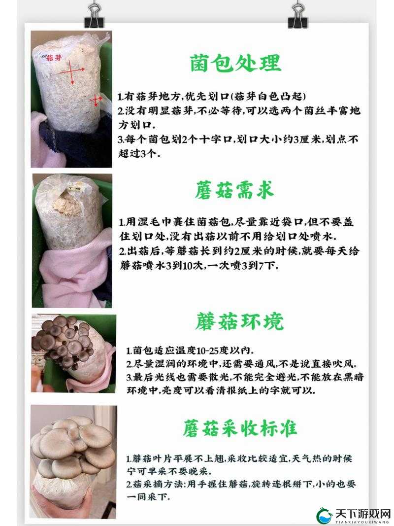 老师插的爽爆了蘑菇视频：揭秘蘑菇种植技巧与高产秘诀，助你轻松掌握家庭种植方法