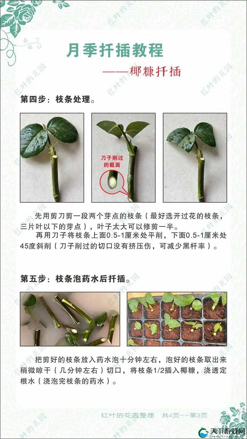 探索日本72种扦插方式的完整指南：从基础到高级技巧，助你轻松掌握植物繁殖秘诀