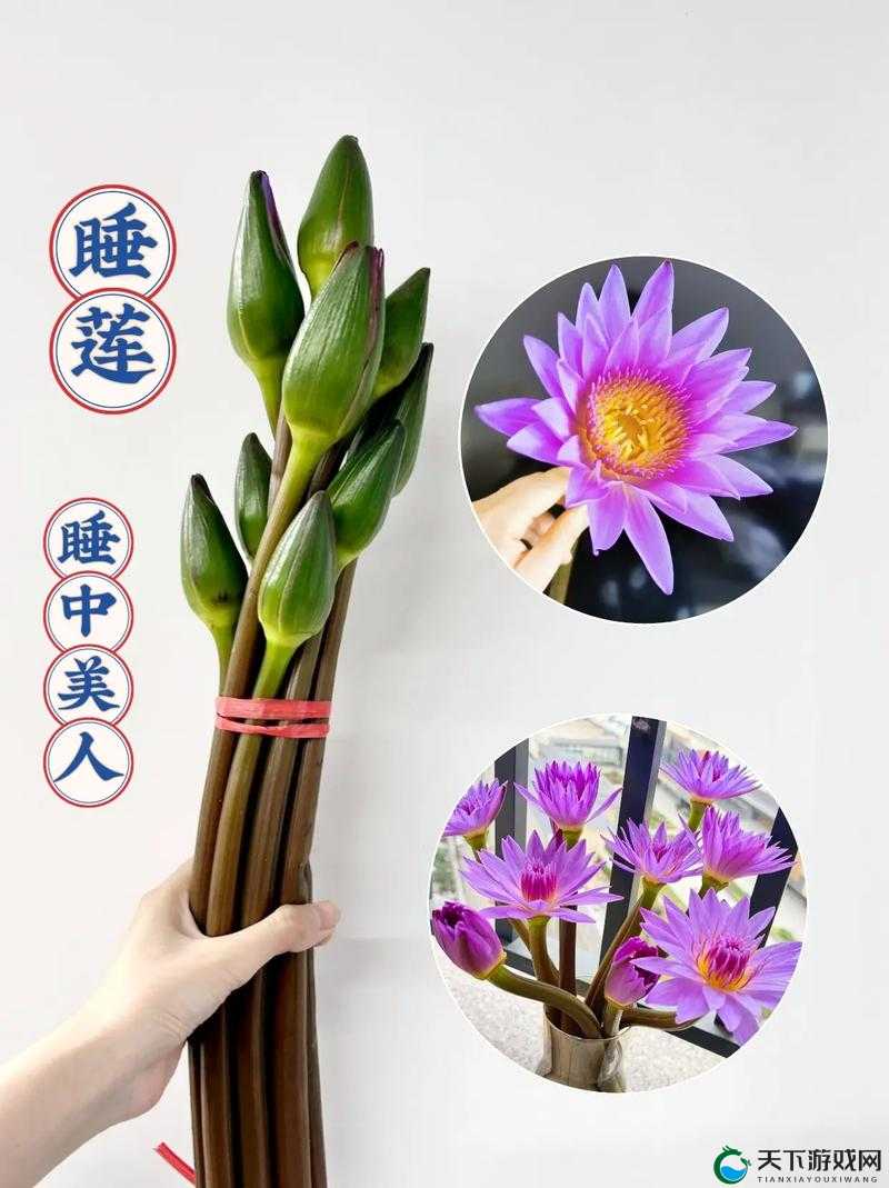 倒插莲花是什么服务？揭秘这一独特体验的细节与魅力