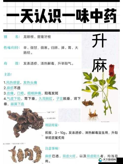升麻的多维度解析