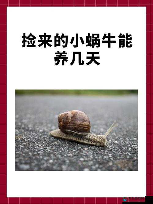 探索未知，以科技之名，解锁蜗牛的无限可能