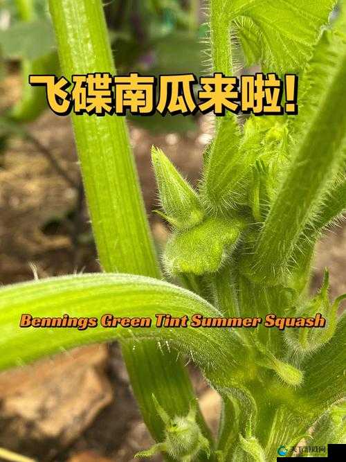 植物战争UFO入侵 南瓜飞碟来也——演变史专题