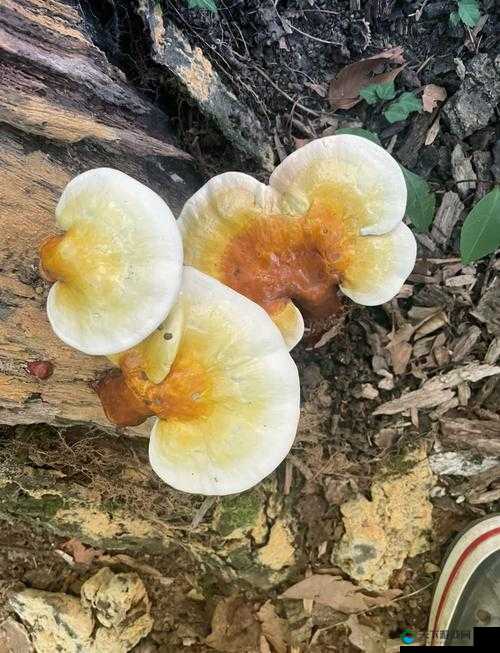 探索x9x9x9任意槽108蘑菇的神奇功效与使用技巧，全面了解其健康益处与种植方法