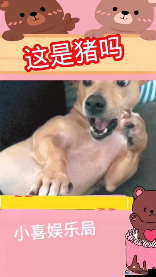 人or猪or狗已彻底下架老用户，为何这一变化引发广泛关注？