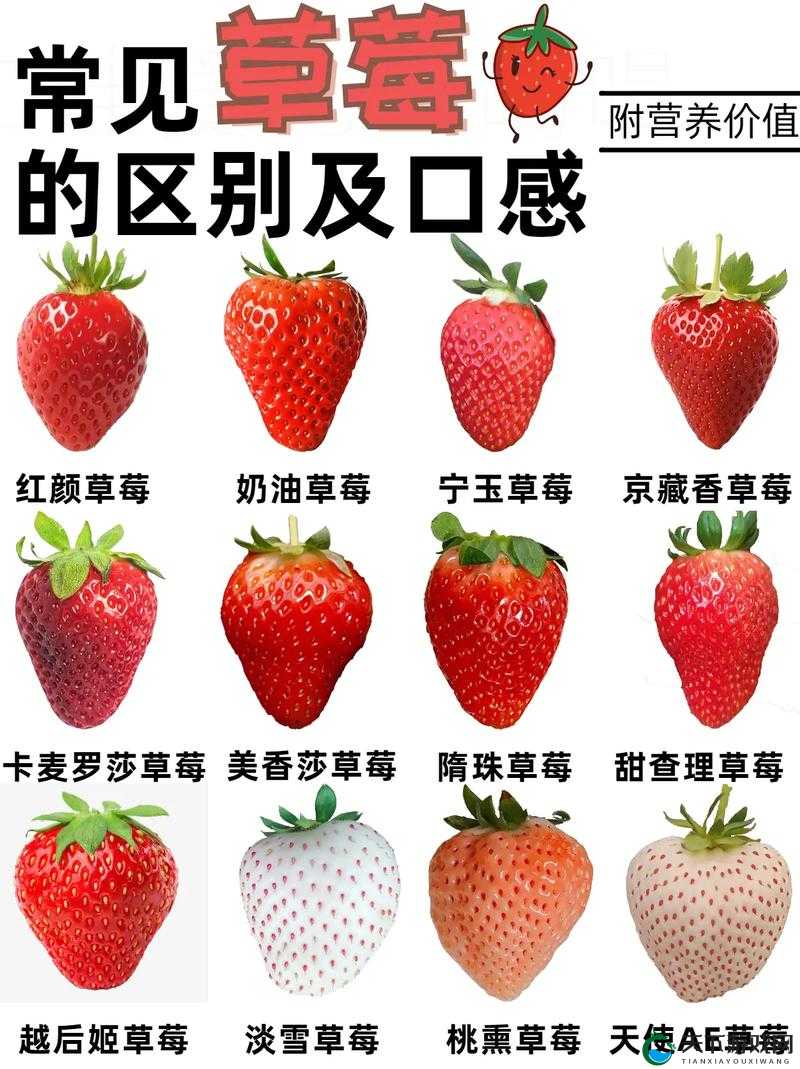 蜜丝婷大草莓和小草莓有何区别？主播专属揭秘