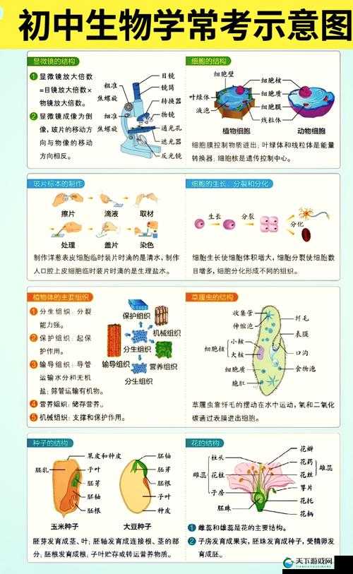 生物老师闵儿生动讲解：深入浅出的生物学课堂体验与知识点解析