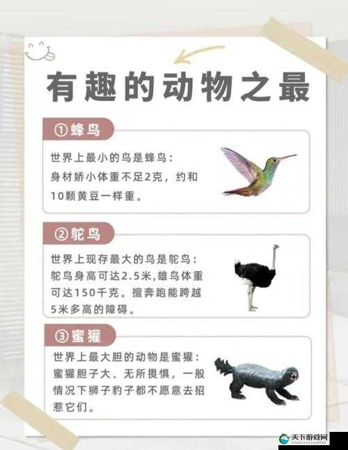 探索美国Zoom动物园的奇妙世界：在线虚拟动物观赏体验与互动指南