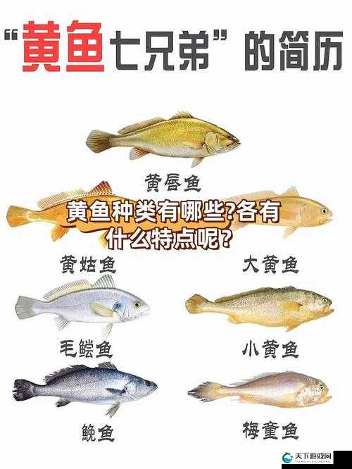 小黄鱼在 b 站有哪些独特之处呢?小黄鱼在 b 站的发展前景如何?b 站的小黄鱼为何备受关注?