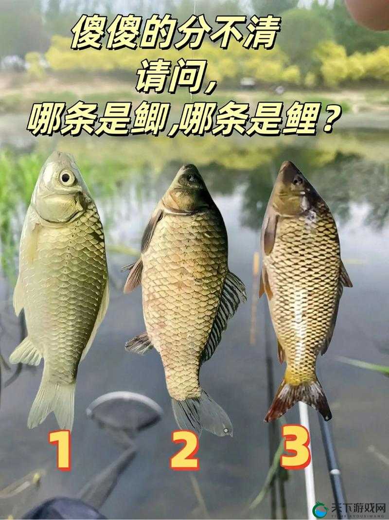 一夹一摇和鲫鱼吸水一样吗？专家解读两者的区别和联系