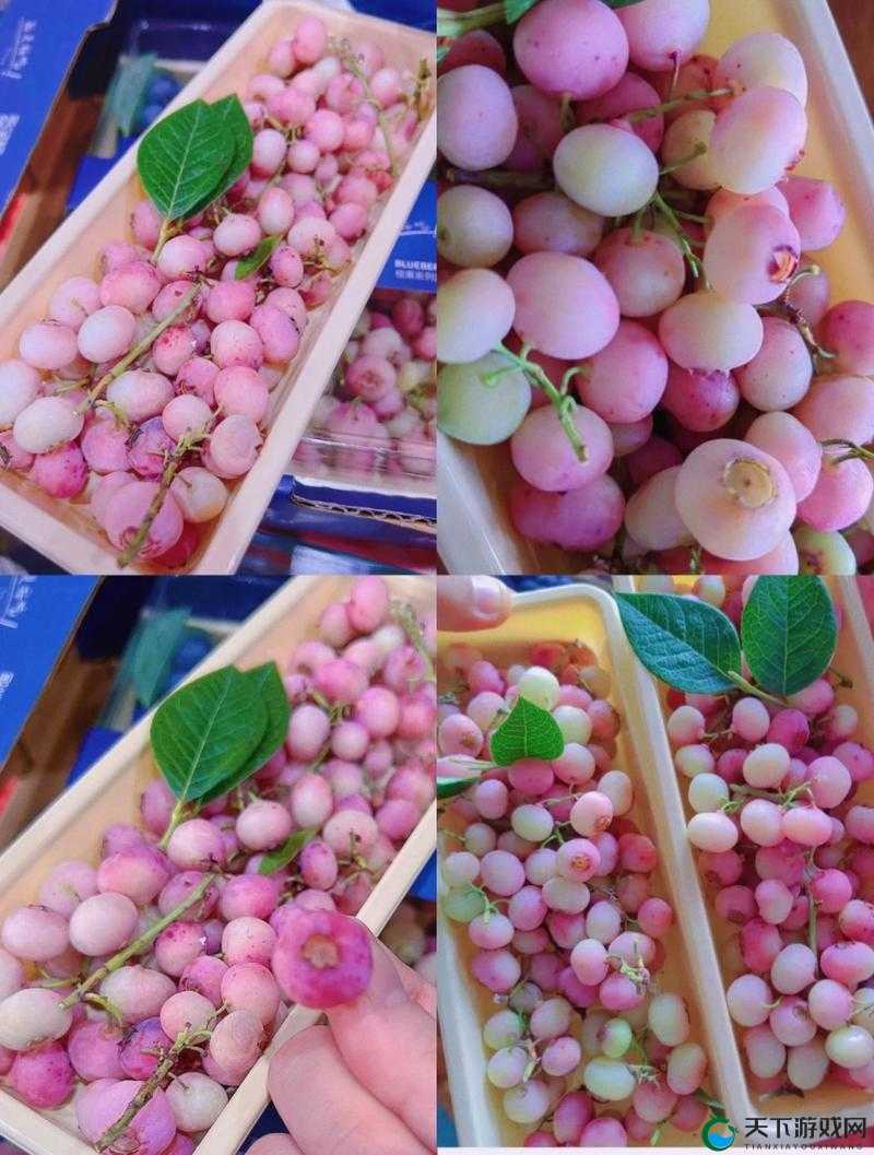 粉色~你 tm 别什么了蓝莓?这其中究竟有着怎样的故事与纠葛?