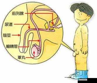 18禁裸男晨勃露j毛免费观看：揭秘清晨生理现象与健康关系的深度解析
