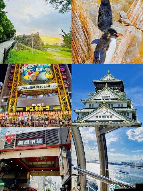 日本五十路和三十六路哪个更受欢迎?深度解析两者的历史背景与现代应用