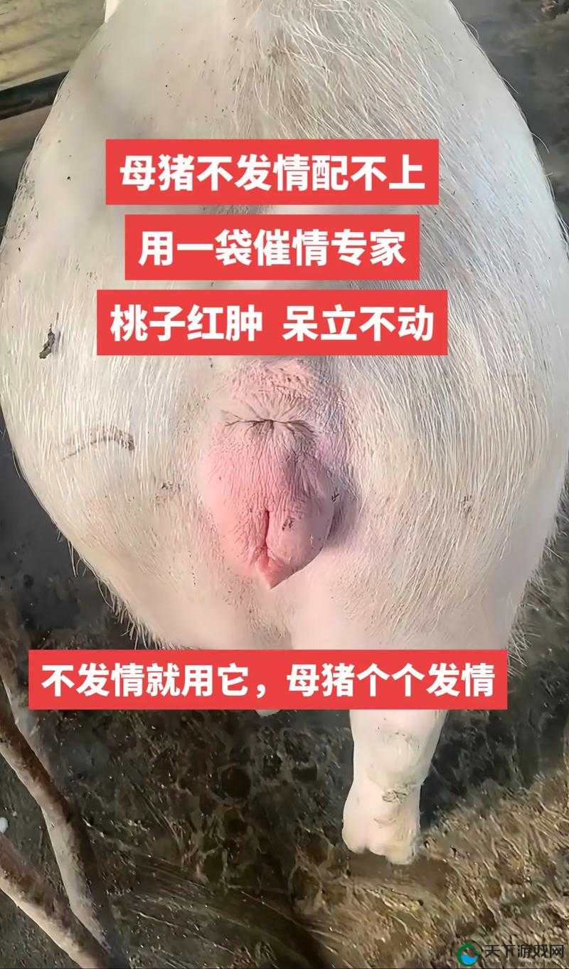 如何通过母猪水门照片判断其健康状况？