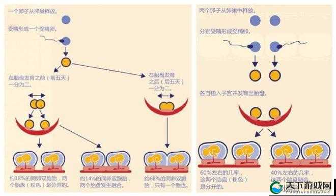 探索fiee性zozc交体内另类吊的独特魅力：揭秘其背后的科学原理与应用前景