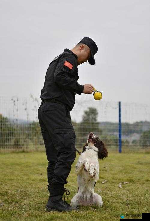 警犬张金鱼训练视频曝光：惊人表现展示专业警犬的训练成果与忠诚