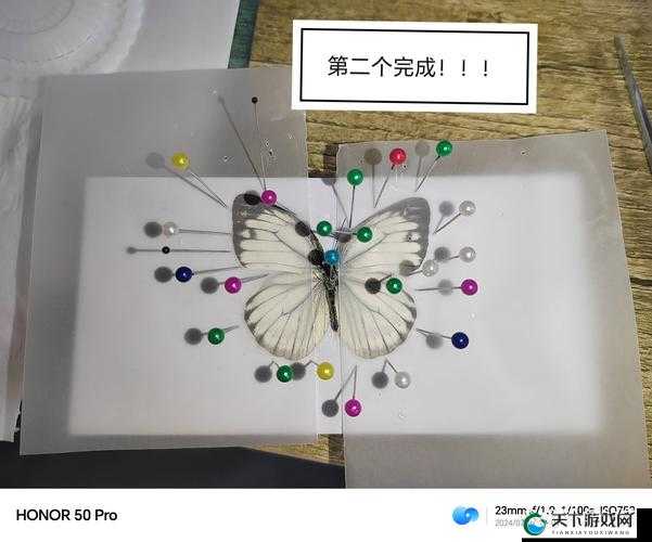 提问:如何制作最简单的昆虫标本?技巧与步骤大揭秘