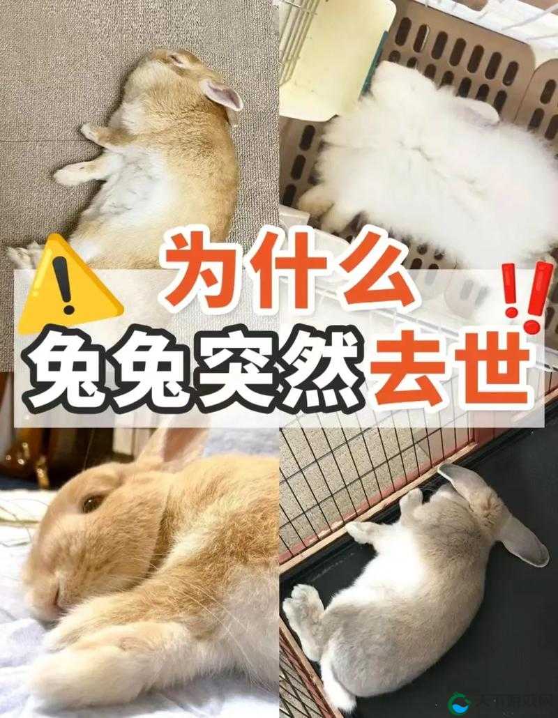死亡兔子究竟有何深意？探秘死亡兔子背后的神秘故事与寓意或者死亡兔子为何如此引人关注？全面解读死亡兔子的独特魅力与内涵或者大家都在热议的死亡兔子是怎么回事？深度剖析死亡兔子现象