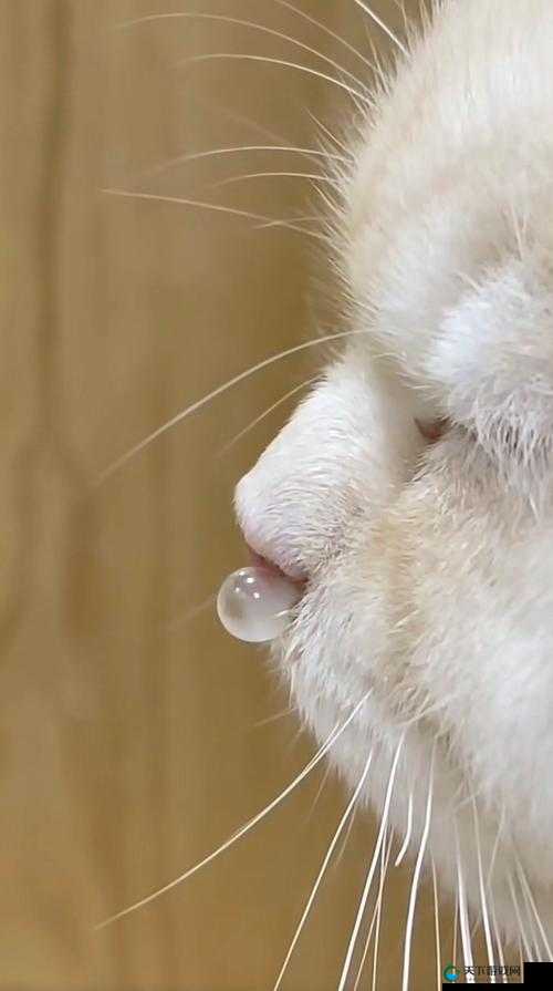 猫咪鼻子流鼻涕嘴巴流口水，这是怎么了？