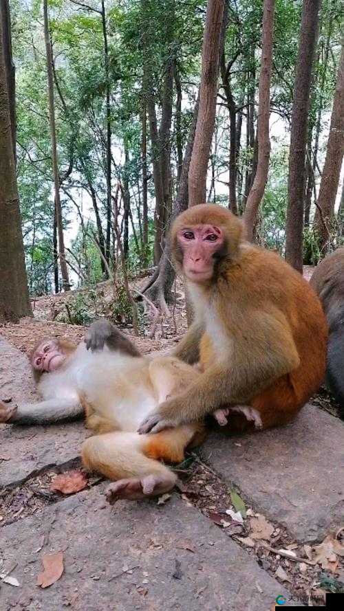 真人版二人生猴子究竟是怎样的全程？探秘背后不为人知的故事