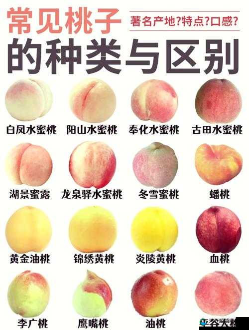 提问：如何进行桃子移植调养？具体方法与注意事项大揭秘