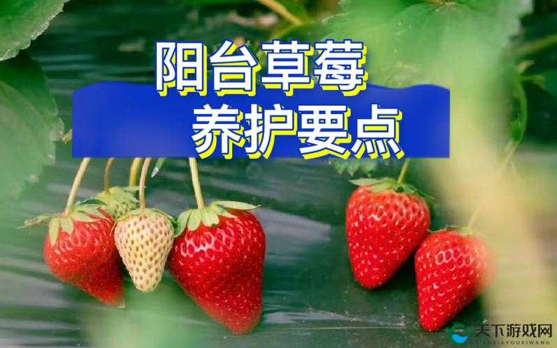 草莓视频无限观看版破解版真的存在吗？如何获取？快来一探究竟