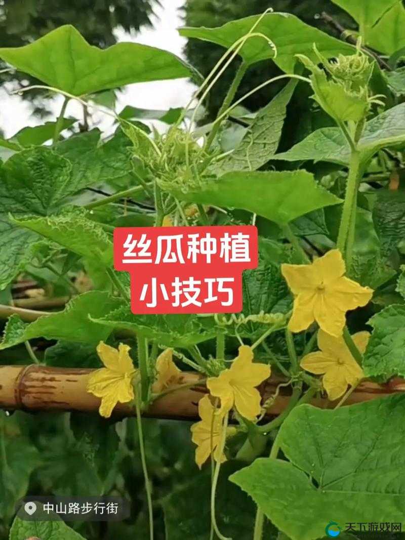 丝瓜草莓视频：教你如何在家轻松种植丝瓜与草莓，享受绿色健康生活