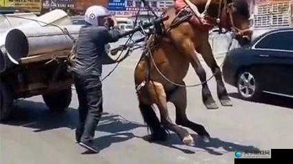 越南小马拉车稀缺，你知道为什么吗？