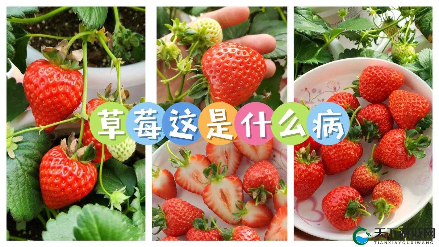 有个问题，我想请教你一下你有看过草莓视频吗？我在网上看到一些关于它的说法，但是我不确定是不是真的