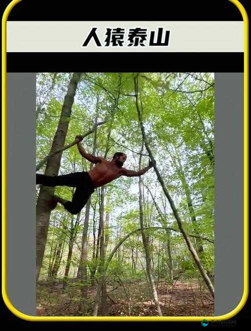 1981H 版泰山人猿哪里有资源？探寻泰山人猿的神秘世界