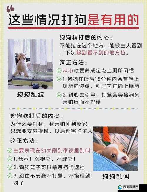 探索关于狗的绅士游戏:如何与你的宠物狗建立更深层次的互动与信任