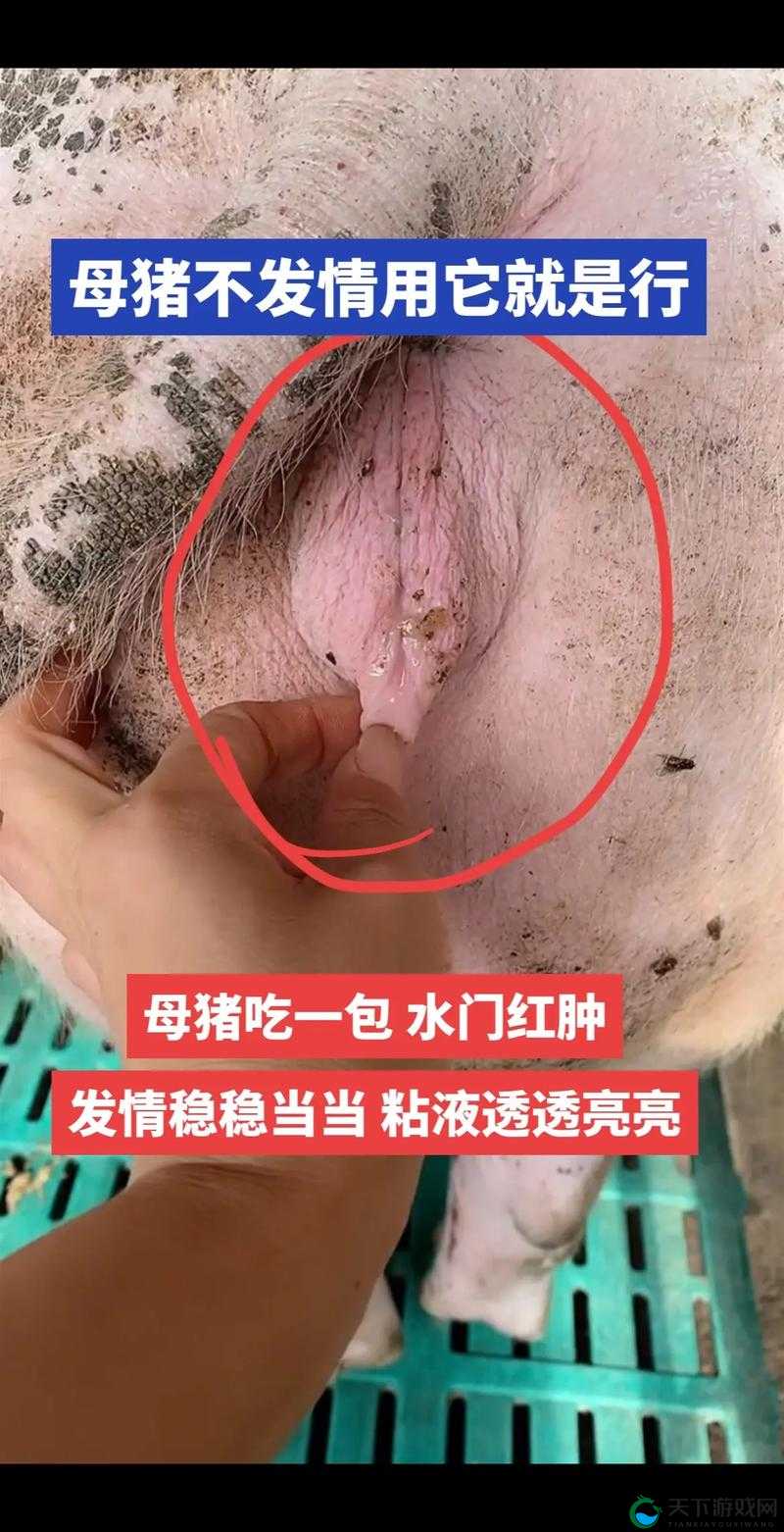 母猪水门开口图详解：如何通过观察母猪水门开口判断其健康状况与繁殖能力