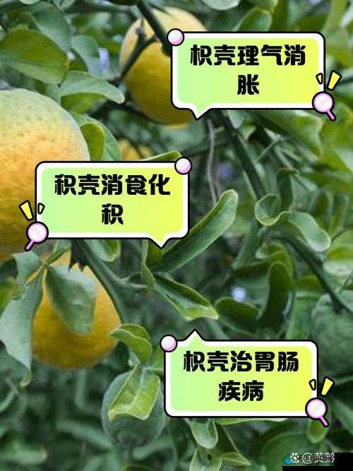 积枳桶积枳免费大全：全面解析积枳桶的用途、制作方法及免费资源获取指南