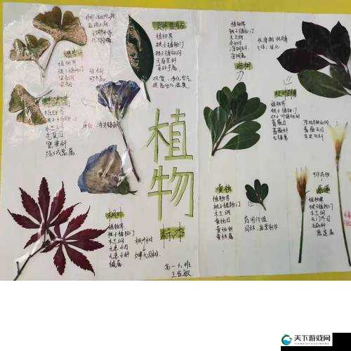 小学生自制植物标本，探索自然的奥秘
