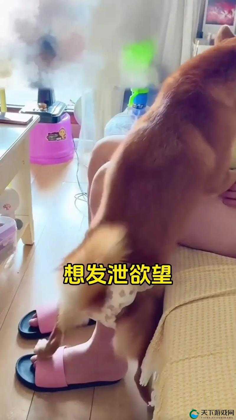女人与藏獒交酡免费观看：探索人与动物之间独特关系的真实故事与视频分享