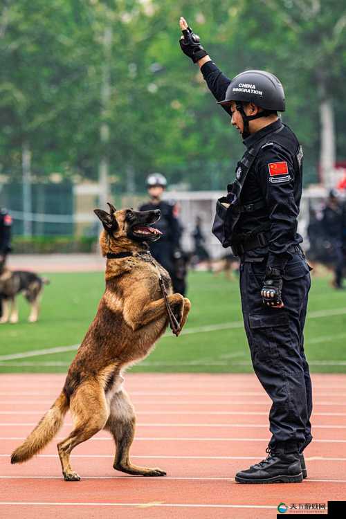 警犬张金鱼训练视频曝光：揭秘警犬日常训练与特殊技能展示