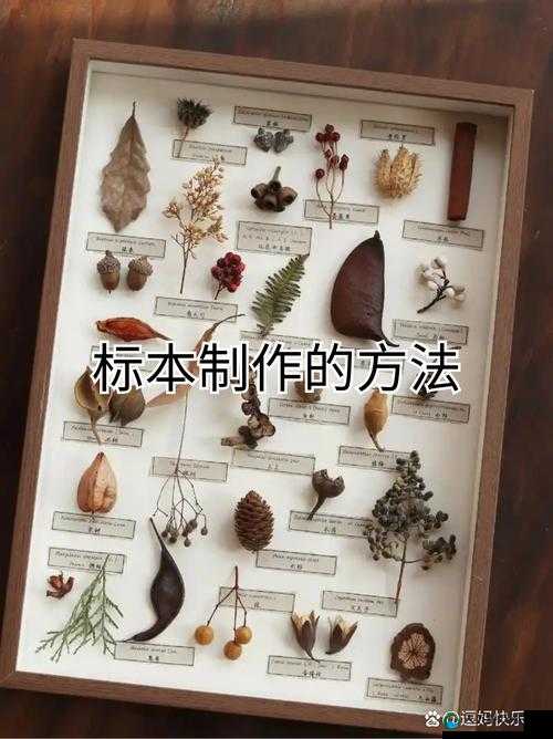 探秘小众文化实践：如何在日常生活中融入'自然疗法'与'手工制作'的独特魅力